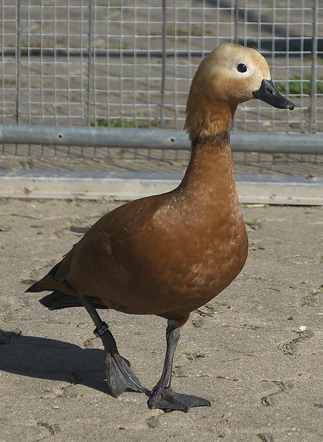 由于